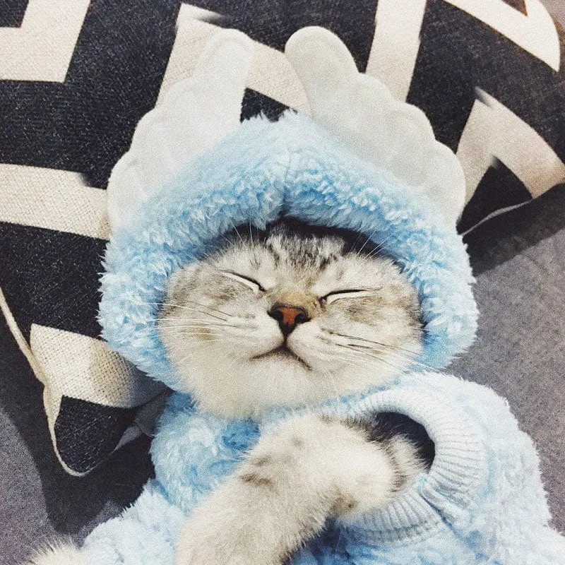 Teddy Bear Cat Hoodies